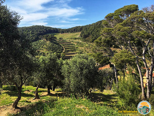 isola-gorgona-terrazzamento