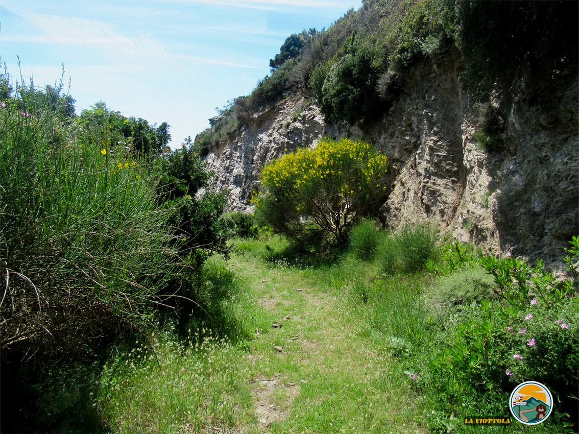 Isola di Gorgona nel verde